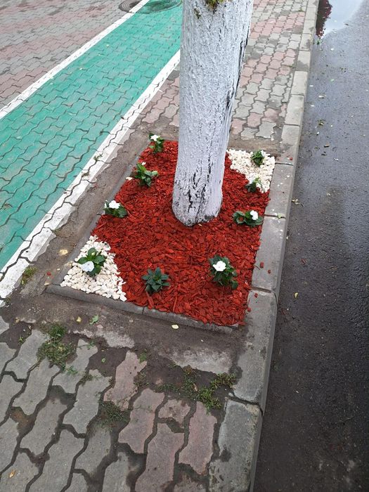Oferim servicii complete pentru curte și grădină la prețuri avantajoase!