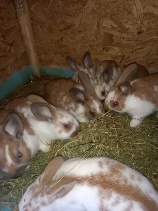 Va nd  iepurași  maturi și tineret