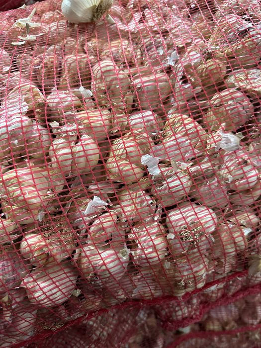 Usturoi pentru plantat