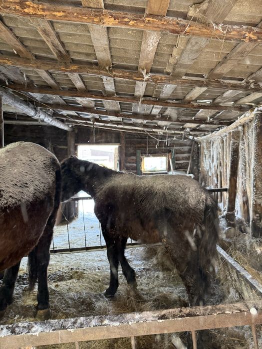 Продам кабылу с жеребенком