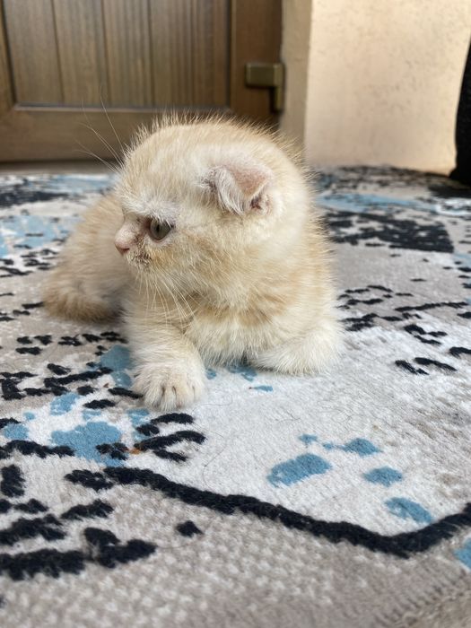 Scottish fold light ginger