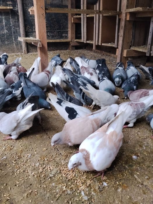 vând porumbeii standard