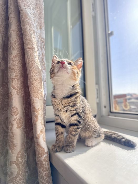 Отдам котёнка в добрые руки.