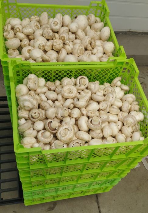 Продам шампиньоны