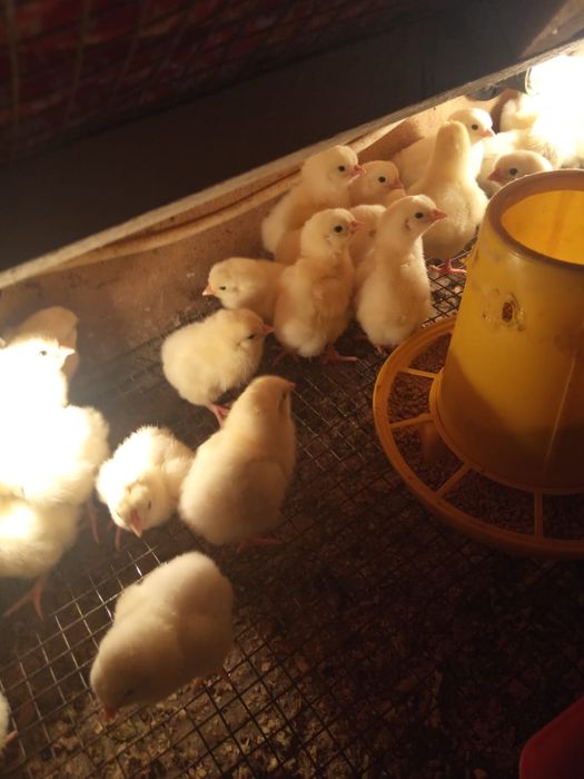 Продам бройлерных цыплят