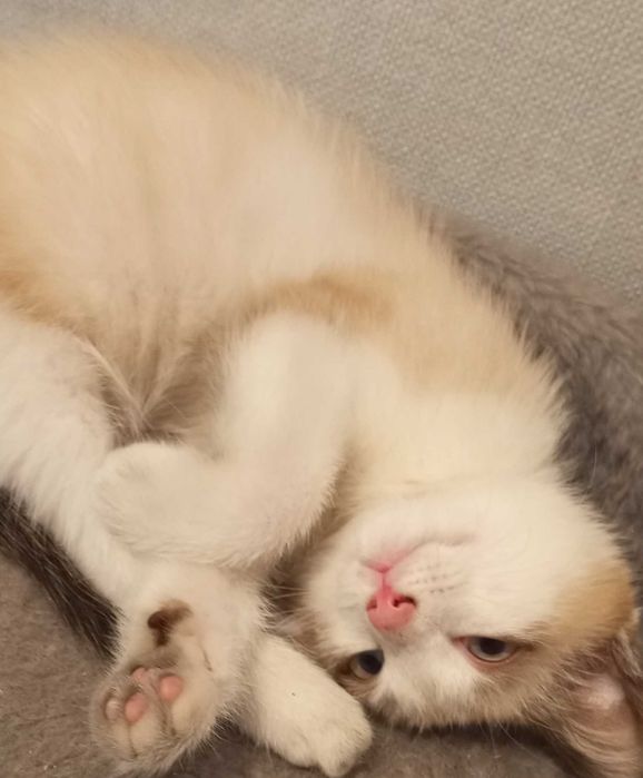 Котята в добрые руки, бесплатно