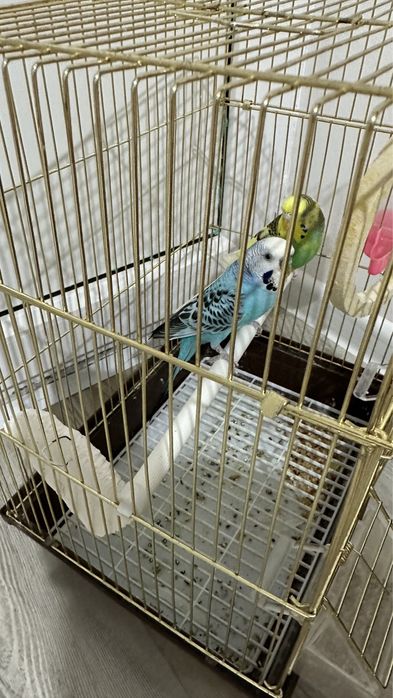 Продается 2 папугай