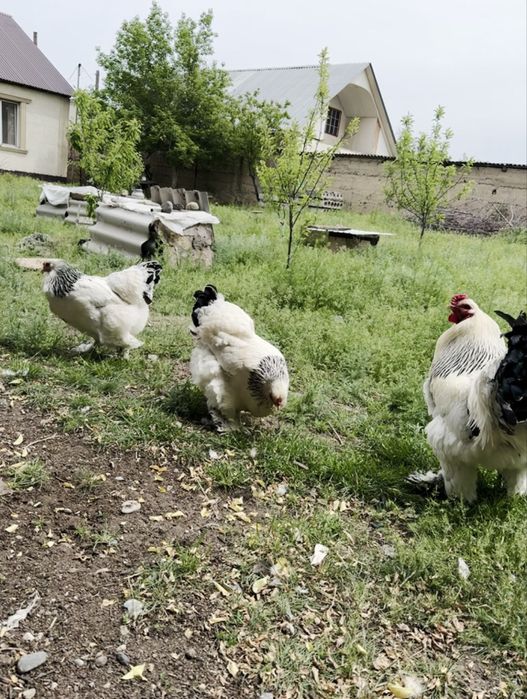 Петух Брама 1 штук