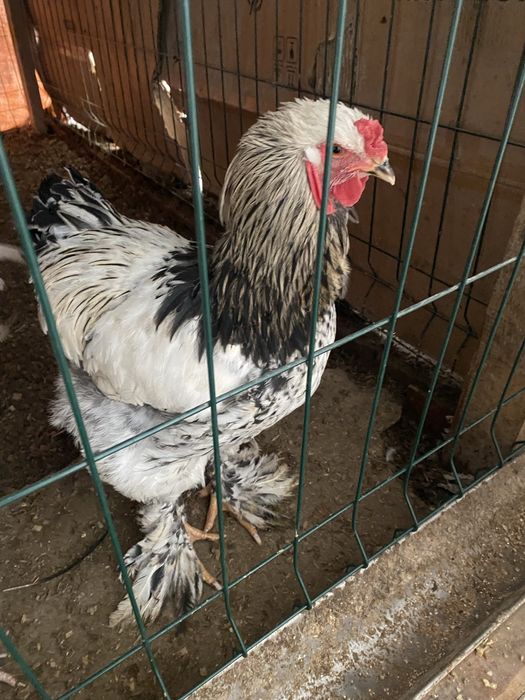 Sotiladi brama Horoz va tovuqlari