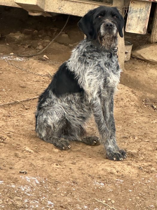 Продавам куче Дратхард