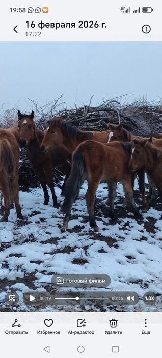 10 бас жабағы сатылады