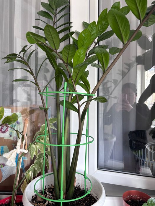 Цветы для дома дом