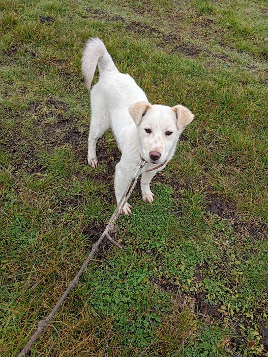 Подарявам малко бяло кученце