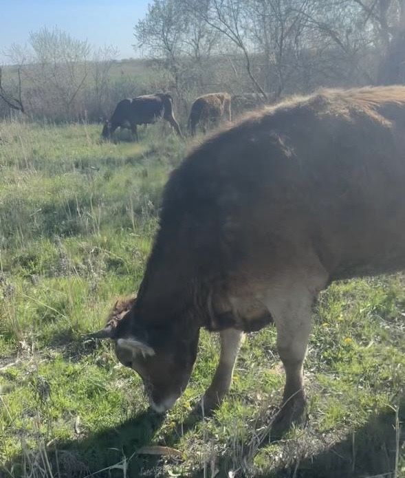 Телка, КРС, коровы