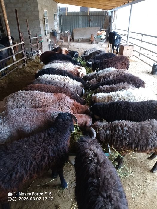 Har xil turkumda qōy qōchqor bor