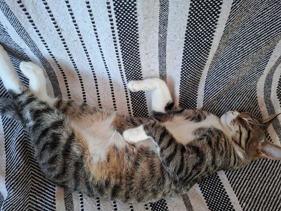 Отдаём котика в добрые руки