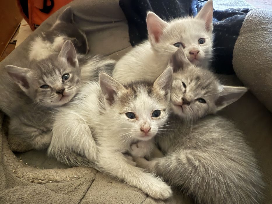 Отдам котят в хорошие руки