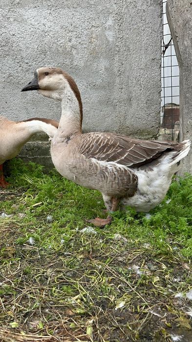 Pereche gaște africane (leșești)
