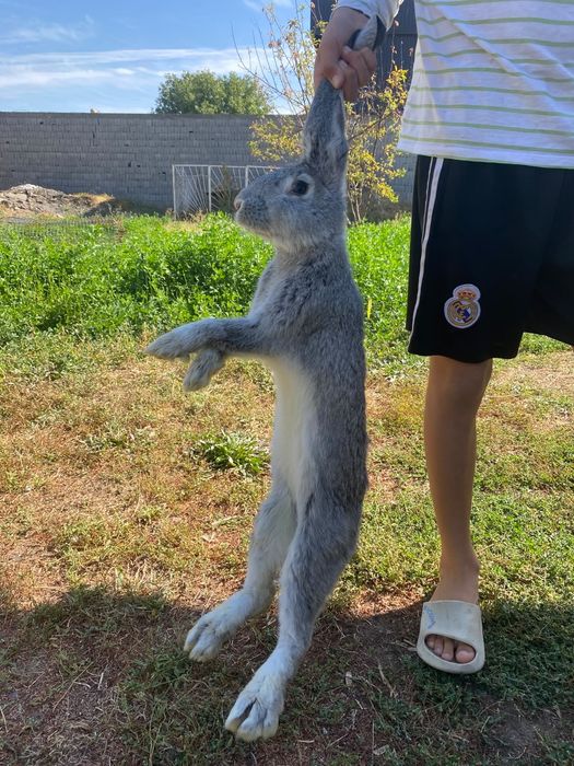 Кояан Гигант парода