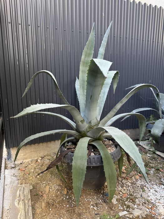 Aloe Vera ghiveci mare