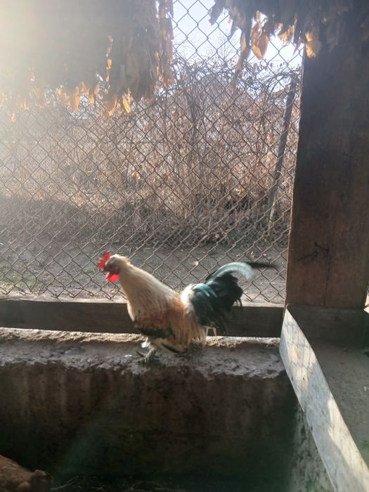 Продам петушка по кличке Григорян