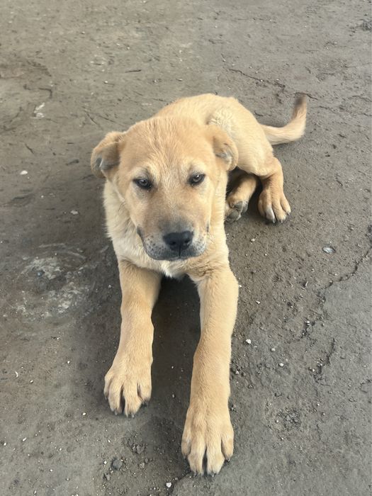 Отдам щенка бесплатно. Шымкент