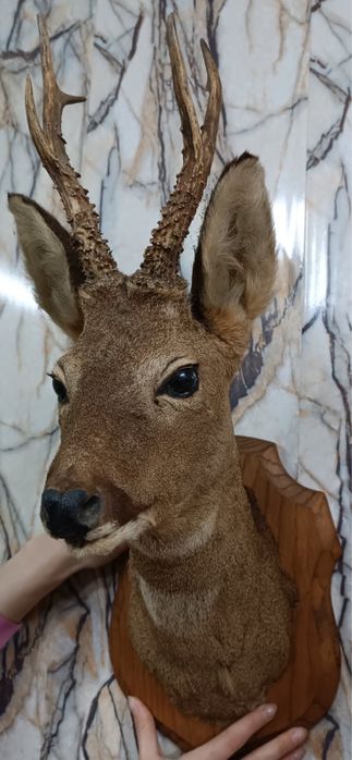 Трофей от сръндак