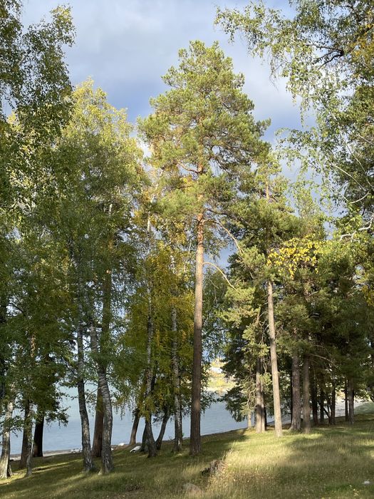 Дом на берегу озера и леса