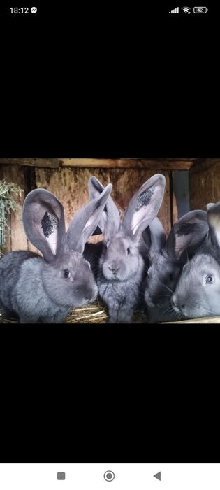 Зайци сини и черни немски гиганти,както и кочовати зайци.