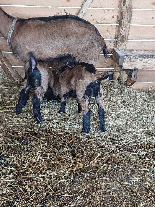 Disponibili 2 iezi !