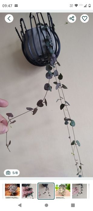 plantă curgătoare String of Hearts (Șirag de inimi)