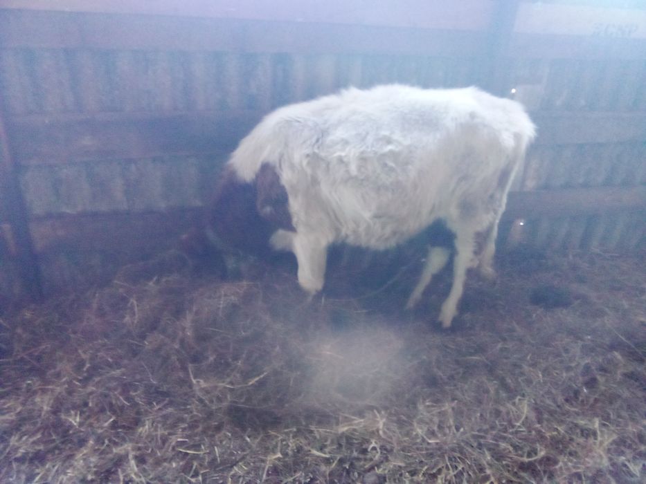 Продам тёлочку 1год