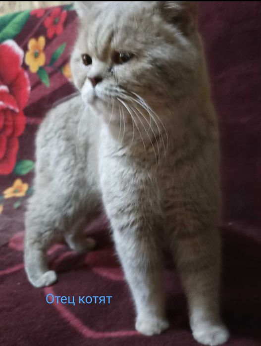 Котята в ответственные руки