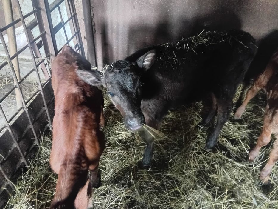 Продам телочек 1 и 2 месяца