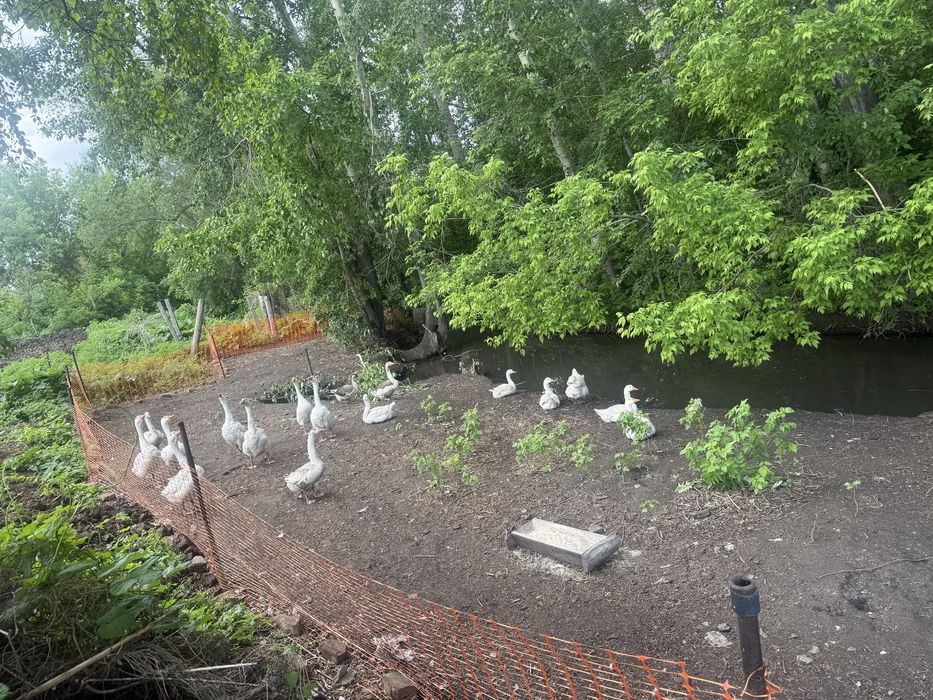 Продам тушки гуся