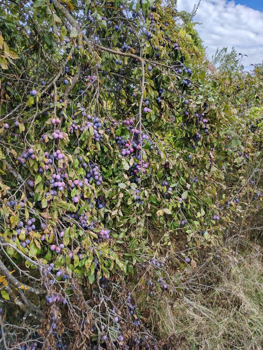 Prune Tuleu neculese