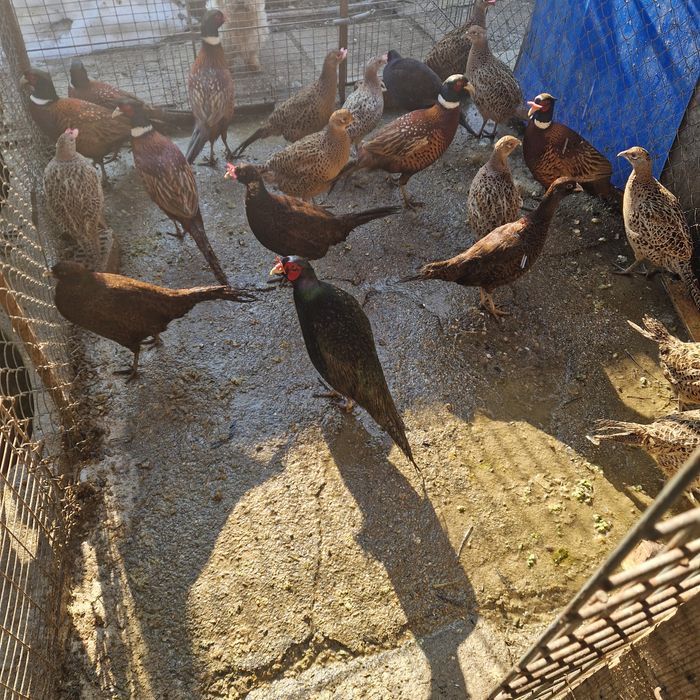 Fazani tenebros,comuni și ornament