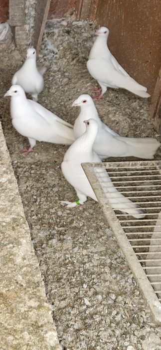 De vanzare porumbei voiajori albi