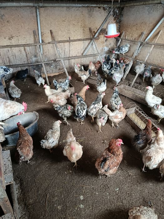 Продам   курочек.