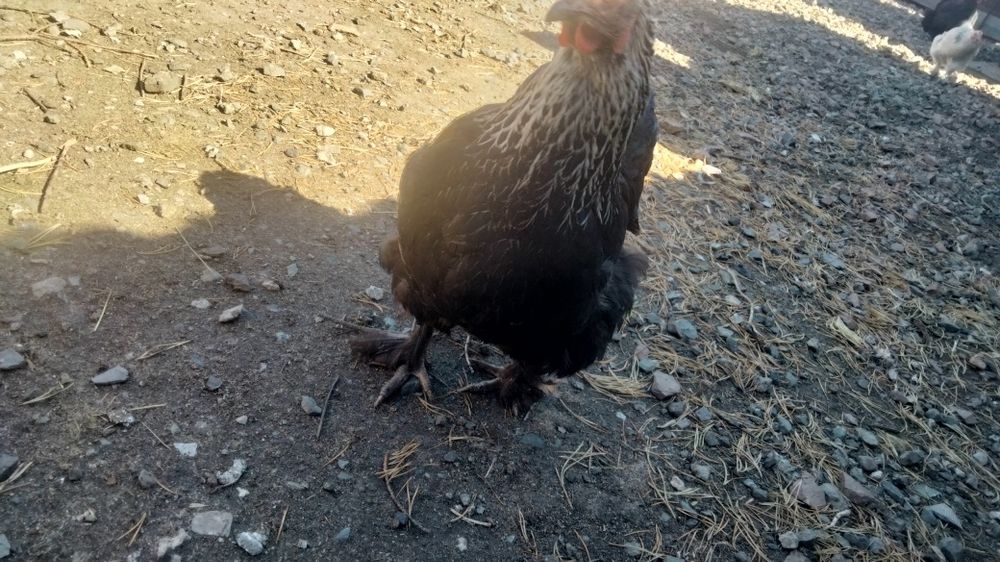 Яйцо инкубационное