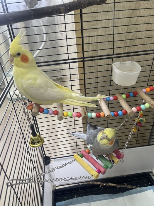 2 кореллы и все необходимое