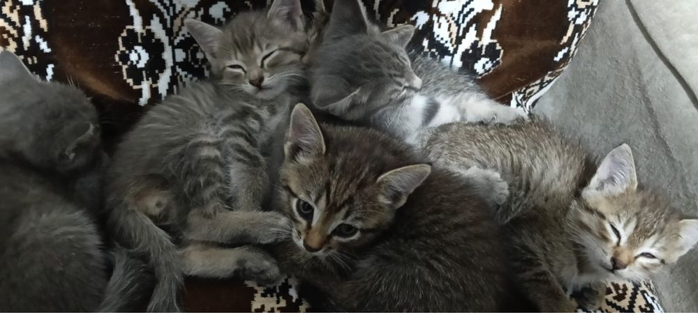 Отдам котят в хорошие руки