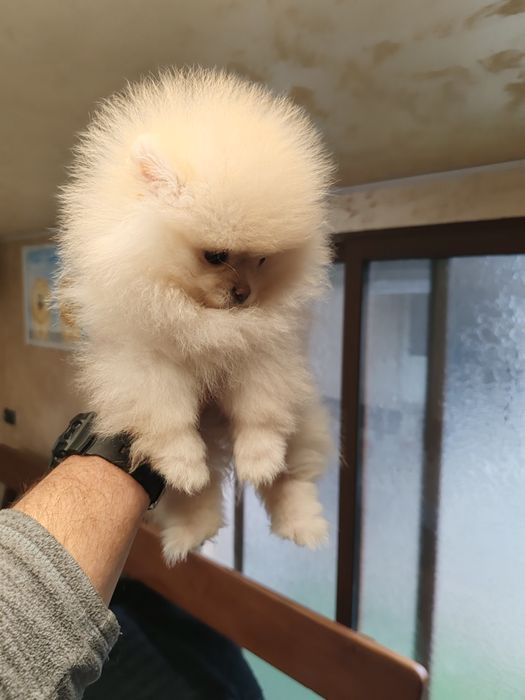 Померан мини женски.