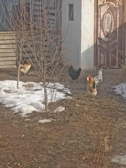 Куры домащные молодые