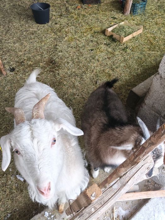 Ешкі сатылады-70к