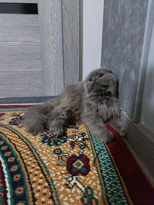 Sotiladi zudli bilan