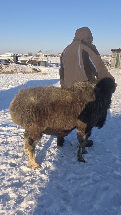 Кошкар на племя, на развод