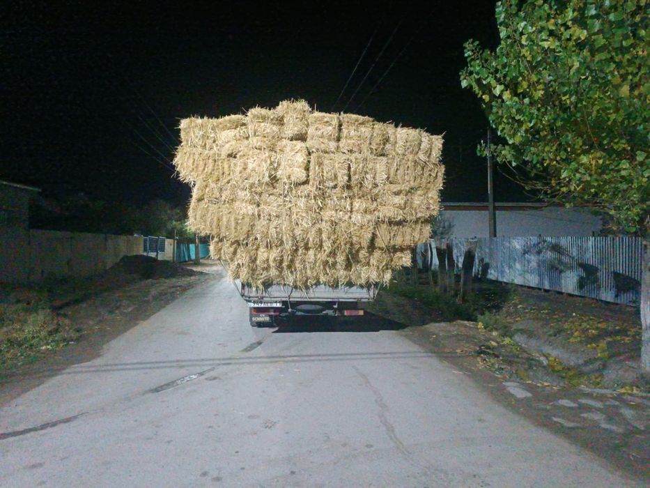 Сабан бау қамыс үйдің төбесіне бар