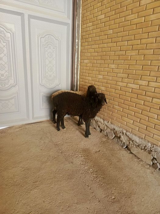 Она бола ку́й сотилади