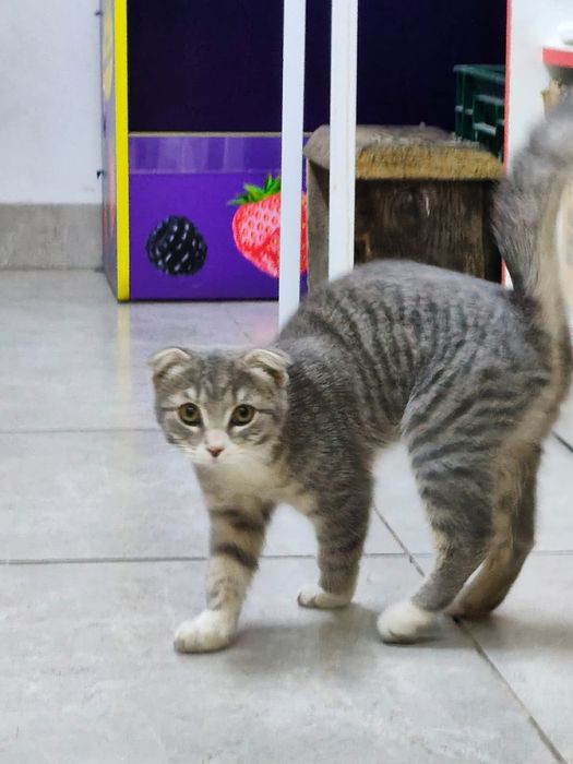 Британский кошка